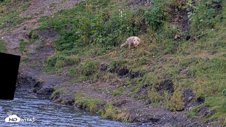 Kodiak Alaska Brown Bears Live Webcam - Aug 7, 2026, 9:35pm AKDT