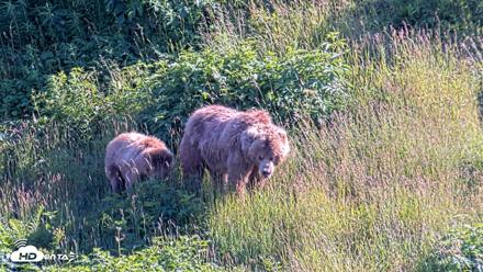 Kodiak Alaska Brown Bears Live Webcam - Jul 30, 2026, 5:58pm AKDT