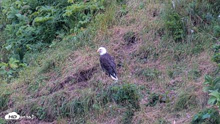 Kodiak Alaska Brown Bears Live Webcam - Aug 4, 2026, 9:36pm AKDT