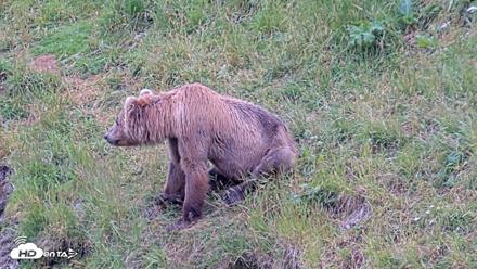 Kodiak Alaska Brown Bears Live Webcam - Aug 7, 2026, 3:29pm AKDT