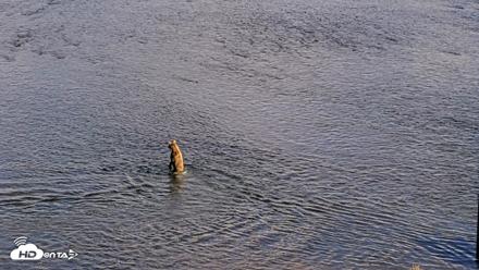 Kodiak Alaska Brown Bears Live Webcam - Aug 23, 2026, 6:13pm AKDT