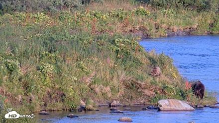 Kodiak Alaska Brown Bears Live Webcam - Aug 29, 2026, 8:01pm AKDT