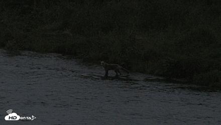 Kodiak Alaska Brown Bears Live Webcam - Aug 18, 2026, 10:09pm AKDT