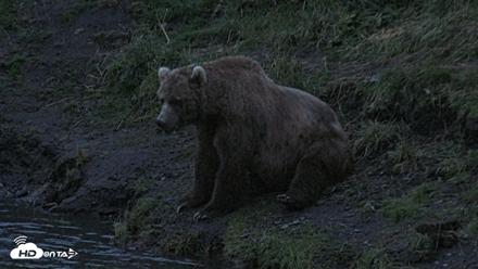 Kodiak Alaska Brown Bears Live Webcam - Aug 6, 2026, 6:02am AKDT