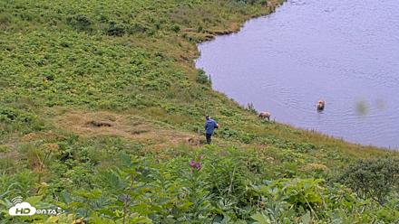 Kodiak Alaska Brown Bears Live Webcam - Aug 2, 2026, 11:15am AKDT