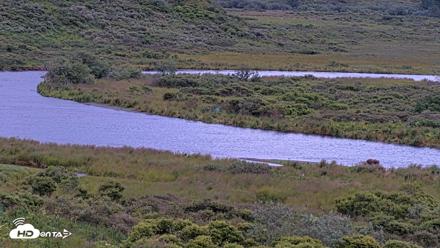 Kodiak Alaska Brown Bears Live Webcam - Aug 13, 2026, 9:35pm AKDT