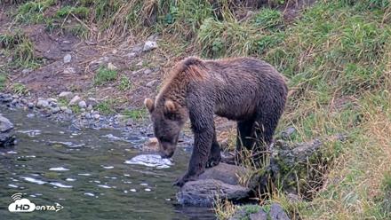 Kodiak Alaska Brown Bears Live Webcam - Aug 20, 2026, 6:46pm AKDT