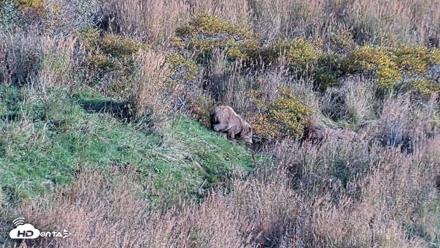 Kodiak Alaska Brown Bears Live Webcam - Oct 2, 2026, 5:54pm AKDT