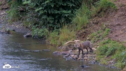 Kodiak Alaska Brown Bears Live Webcam - Aug 15, 2026, 11:33am AKDT