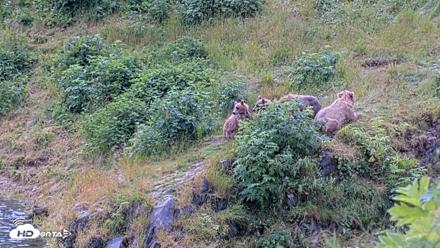 Kodiak Alaska Brown Bears Live Webcam - Aug 4, 2026, 1:35pm AKDT