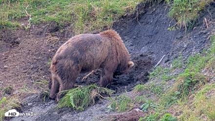 Kodiak Alaska Brown Bears Live Webcam - Aug 6, 2026, 5:49pm AKDT