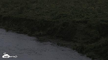 Kodiak Alaska Brown Bears Live Webcam - Aug 18, 2026, 10:08pm AKDT