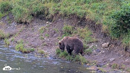 Kodiak Alaska Brown Bears Live Webcam - Aug 20, 2026, 7:21pm AKDT