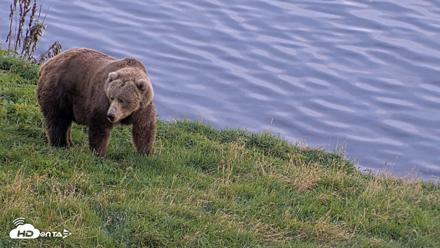 Kodiak Alaska Brown Bears Live Webcam - Oct 1, 2026, 6:57pm AKDT