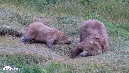 Kodiak Alaska Brown Bears Live Webcam - Aug 3, 2026, 7:56pm AKDT