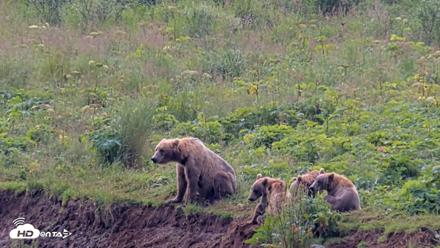 Kodiak Alaska Brown Bears Live Webcam - Aug 9, 2026, 12:19pm AKDT