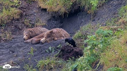 Kodiak Alaska Brown Bears Live Webcam - Jul 22, 2026, 4:51pm AKDT