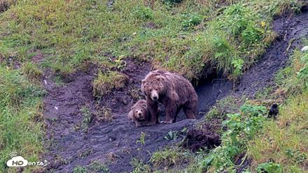 Kodiak Alaska Brown Bears Live Webcam - Jul 22, 2026, 4:56pm AKDT