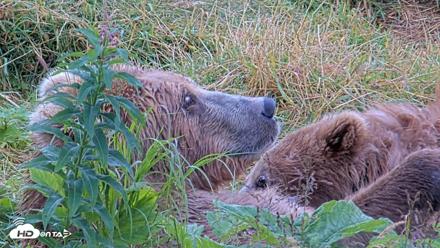 Kodiak Alaska Brown Bears Live Webcam - Aug 13, 2026, 11:22am AKDT