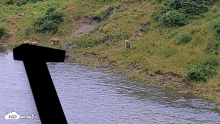 Kodiak Alaska Brown Bears Live Webcam - Aug 2, 2026, 9:02pm AKDT