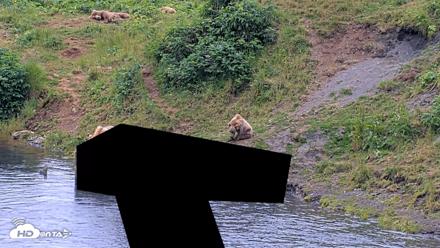 Kodiak Alaska Brown Bears Live Webcam - Aug 2, 2026, 9:04pm AKDT