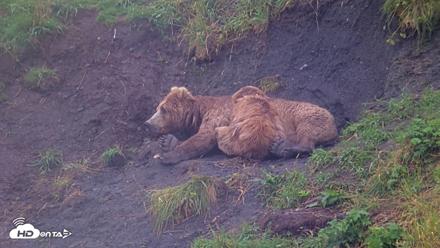 Kodiak Alaska Brown Bears Live Webcam - Aug 13, 2026, 5:41pm AKDT