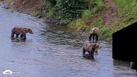 Kodiak Alaska Brown Bears Live Webcam - Aug 21, 2026, 7:59am AKDT