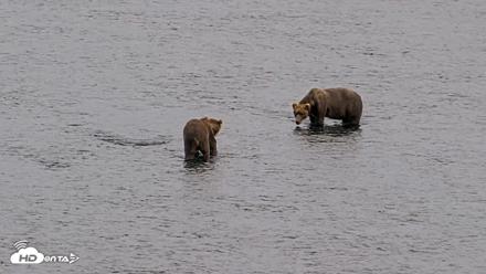 Kodiak Alaska Brown Bears Live Webcam - Aug 10, 2026, 9:01pm AKDT