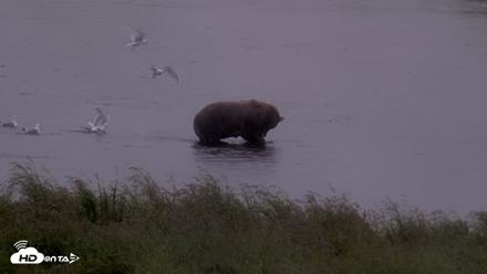 Kodiak Alaska Brown Bears Live Webcam - Aug 16, 2026, 7:26pm AKDT