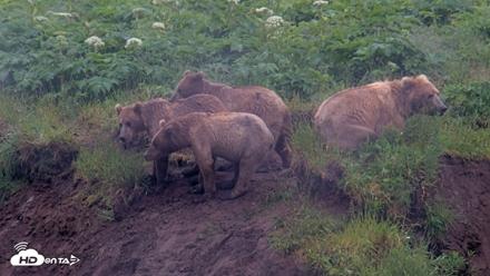 Kodiak Alaska Brown Bears Live Webcam - Jul 22, 2026, 9:20am AKDT