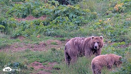 Kodiak Alaska Brown Bears Live Webcam - Aug 9, 2026, 8:21pm AKDT