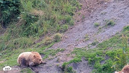 Kodiak Alaska Brown Bears Live Webcam - Aug 9, 2026, 3:42pm AKDT