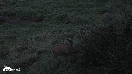 Kodiak Alaska Brown Bears Live Webcam - Oct 6, 2026, 8:00pm AKDT