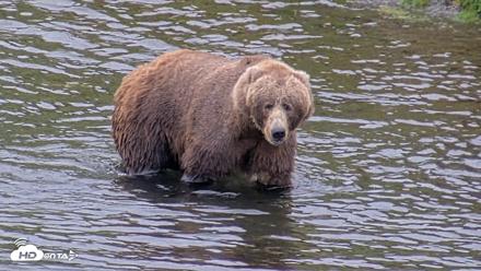 Kodiak Alaska Brown Bears Live Webcam - Oct 6, 2026, 2:08pm AKDT