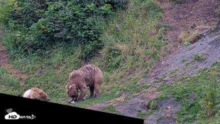 Kodiak Alaska Brown Bears Live Webcam - Aug 6, 2026, 8:38pm AKDT