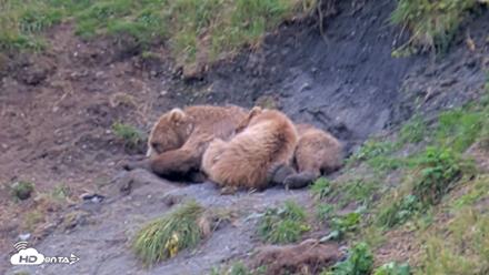 Kodiak Alaska Brown Bears Live Webcam - Aug 10, 2026, 7:42pm AKDT