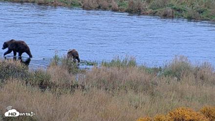 Kodiak Alaska Brown Bears Live Webcam - Oct 6, 2026, 11:17am AKDT