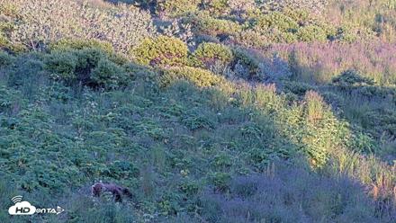 Kodiak Alaska Brown Bears Live Webcam - Aug 1, 2026, 9:25pm AKDT