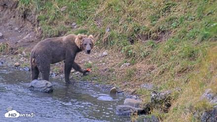Kodiak Alaska Brown Bears Live Webcam - Aug 15, 2026, 2:44pm AKDT