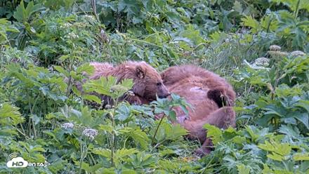 Kodiak Alaska Brown Bears Live Webcam - Jul 25, 2026, 2:30pm AKDT