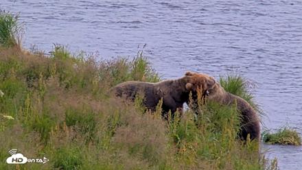 Kodiak Alaska Brown Bears Live Webcam - Aug 9, 2026, 4:33pm AKDT