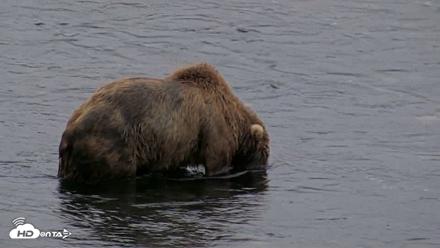 Kodiak Alaska Brown Bears Live Webcam - Aug 3, 2026, 6:39am AKDT