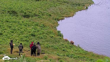 Kodiak Alaska Brown Bears Live Webcam - Jul 27, 2026, 5:51pm AKDT