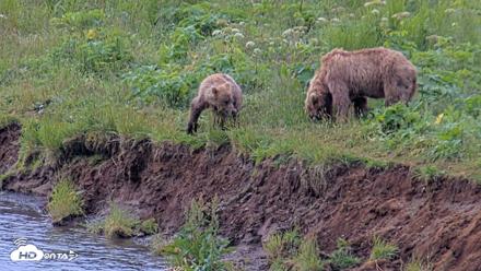 Kodiak Alaska Brown Bears Live Webcam - Aug 2, 2026, 11:23am AKDT