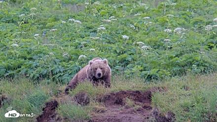 Kodiak Alaska Brown Bears Live Webcam - Jul 23, 2026, 3:53pm AKDT