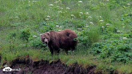Kodiak Alaska Brown Bears Live Webcam - Jul 22, 2026, 4:41pm AKDT