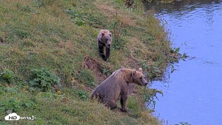 Kodiak Alaska Brown Bears Live Webcam - Aug 14, 2026, 8:39pm AKDT