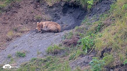 Kodiak Alaska Brown Bears Live Webcam - Aug 1, 2026, 7:48pm AKDT