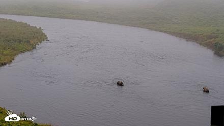 Kodiak Alaska Brown Bears Live Webcam - Aug 10, 2026, 10:01am AKDT