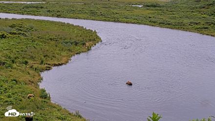 Kodiak Alaska Brown Bears Live Webcam - Aug 1, 2026, 9:53am AKDT